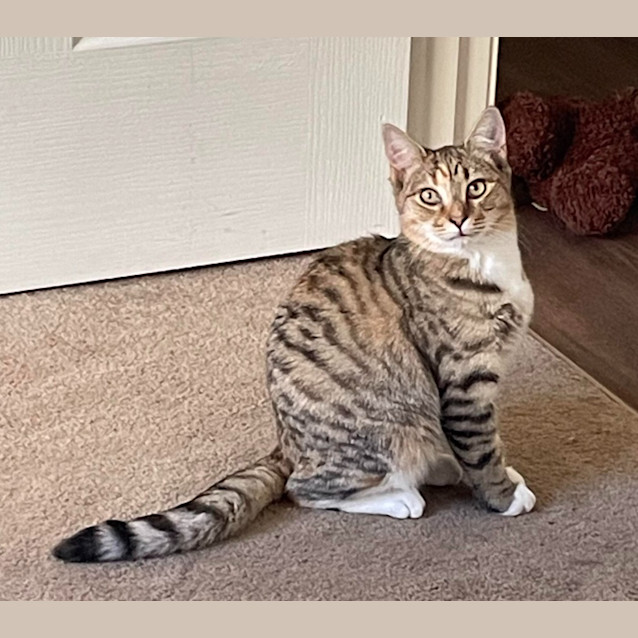 Photo of Scout