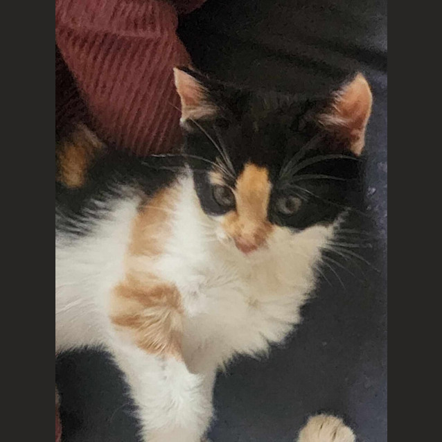 Photo of Lyric