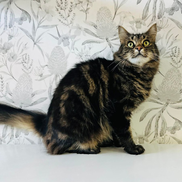 Photo of Bella   Located In Preston