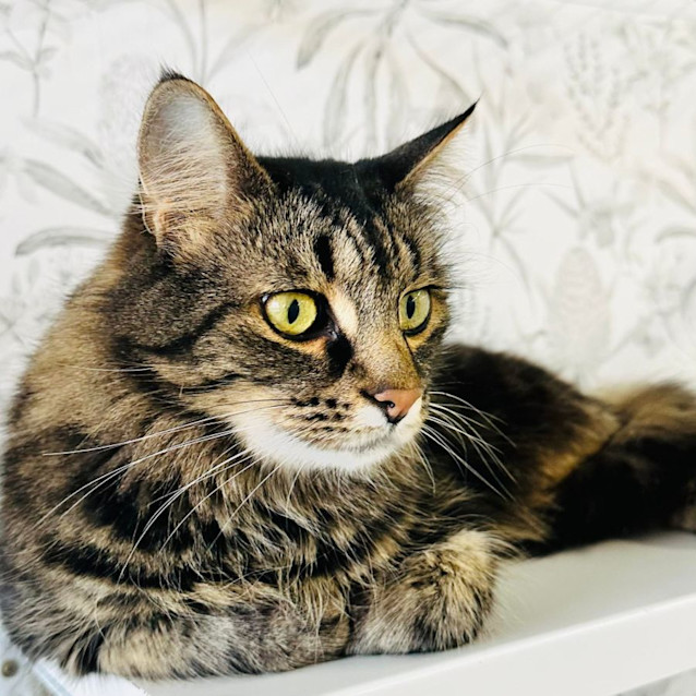 Photo of Bella   Located In Preston