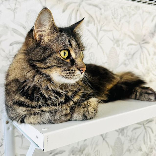 Photo of Bella   Located In Preston