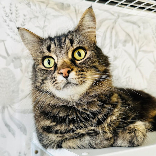 Photo of Bella   Located In Preston