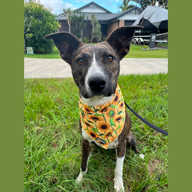 Photo of Josie *$150 Adoption Fee*