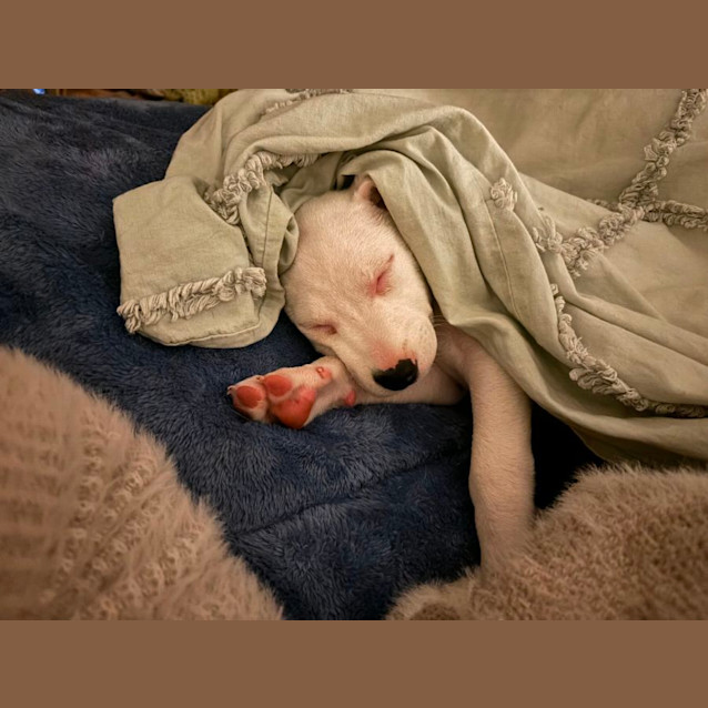 Photo of Jelly Beanz