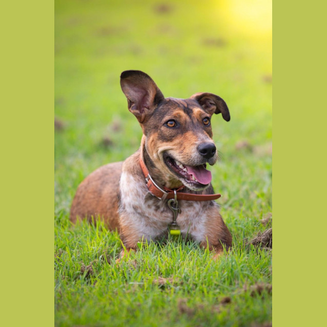 Photo of Keisha *$150 Adoption Fee*