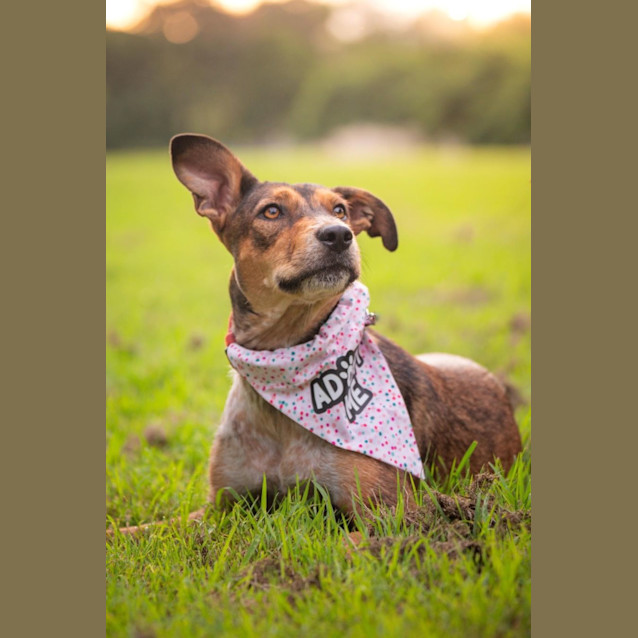 Photo of Keisha *$150 Adoption Fee*