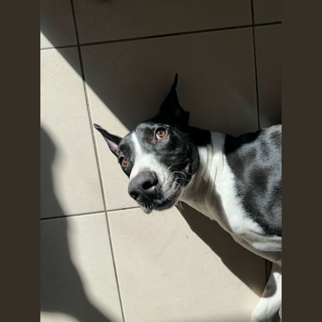Photo of Apollo