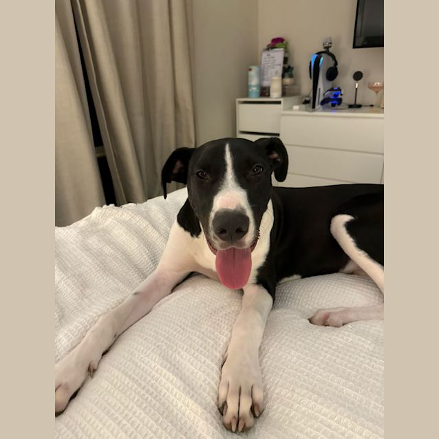 Photo of Apollo