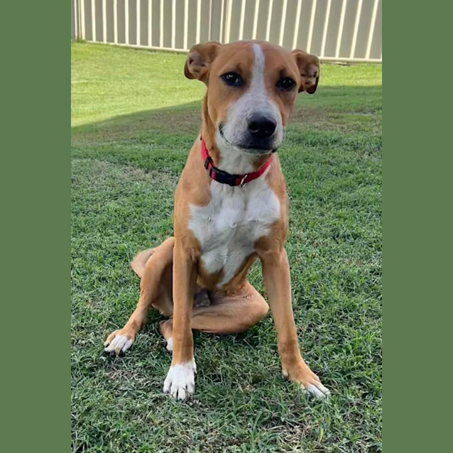 Photo of Draco *$250 Adoption Fee*