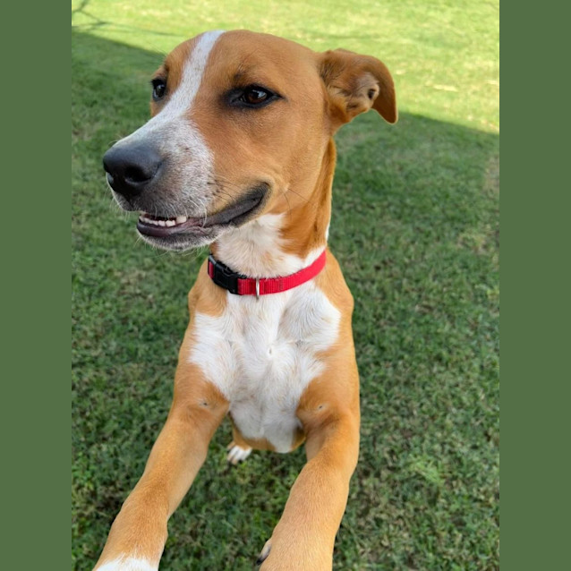 Photo of Draco *$250 Adoption Fee*