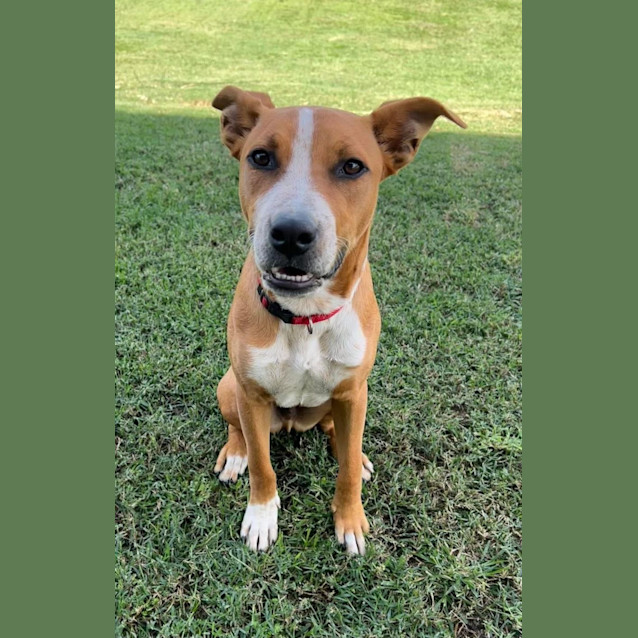 Photo of Draco *$250 Adoption Fee*