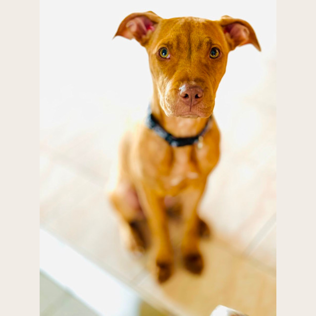Photo of Guppy 