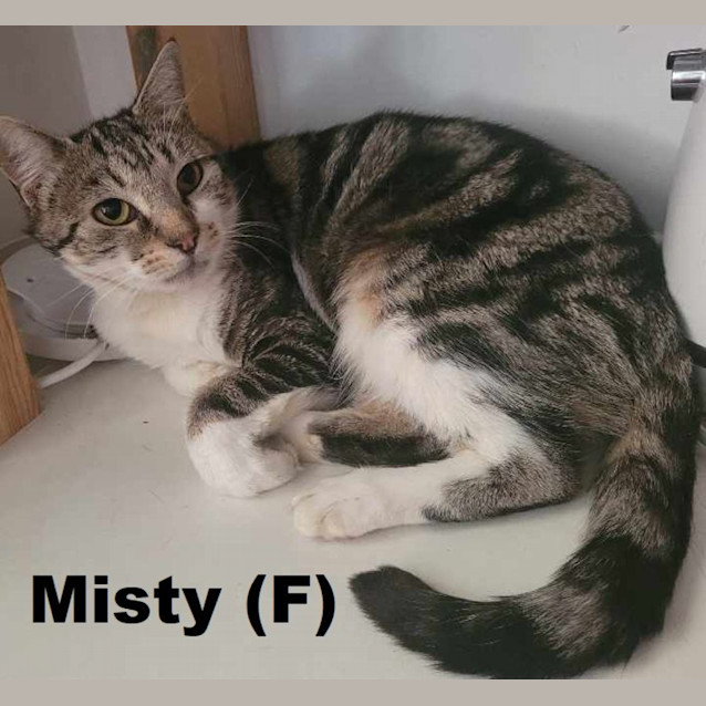 Photo of Misty