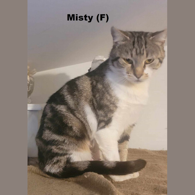 Photo of Misty