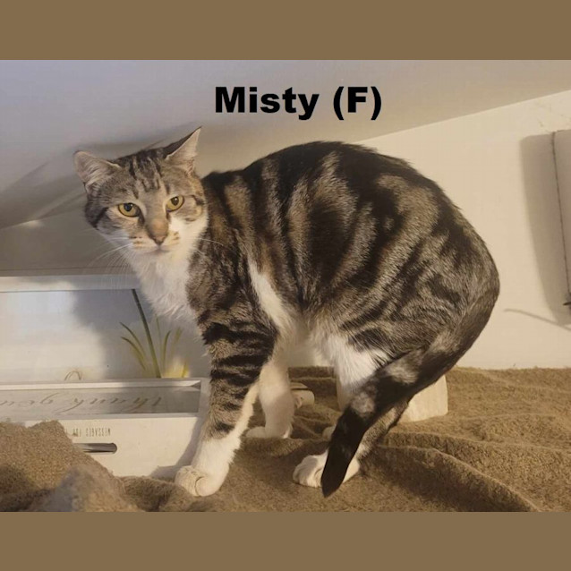 Photo of Misty