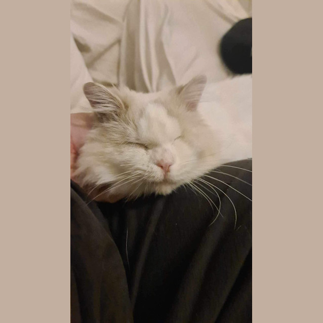 Photo of Handsome Stan The First