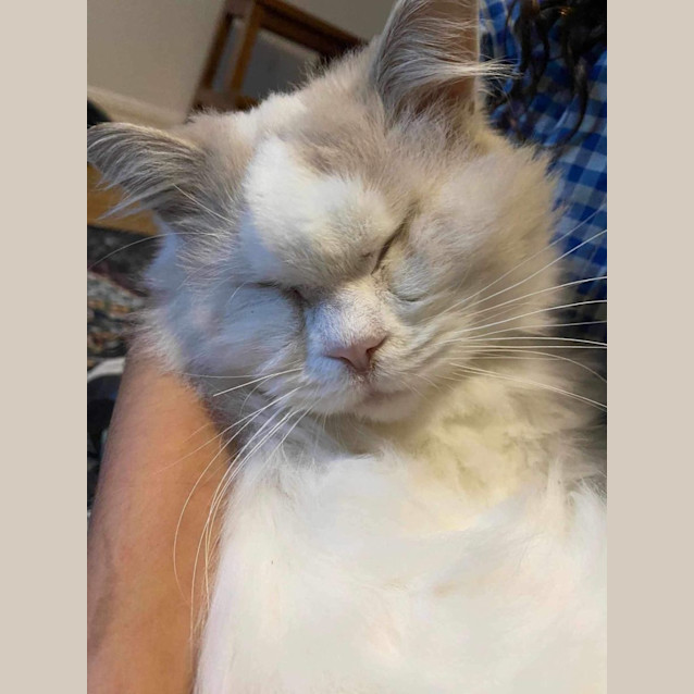 Photo of Handsome Stan The First