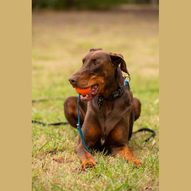 Photo of Sir Charles