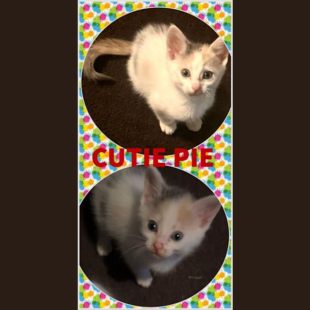 Photo of Cutie Pie