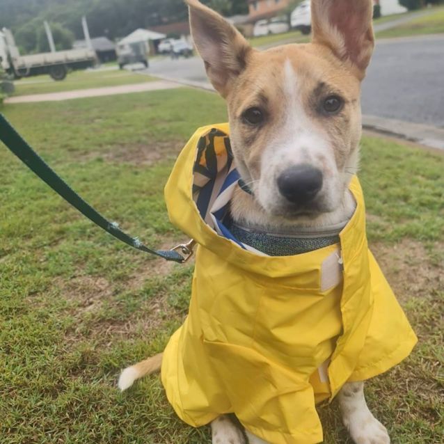 Photo of Jasper 🐕‍🦺🐕