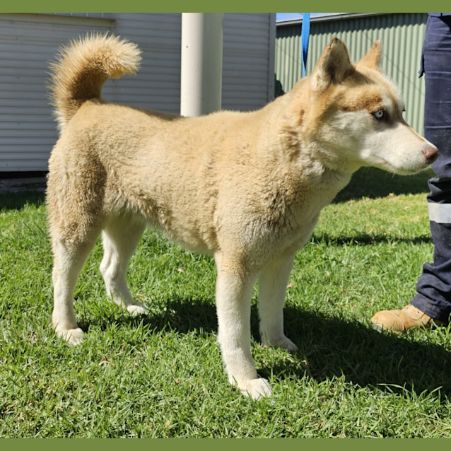 Photo of Indie