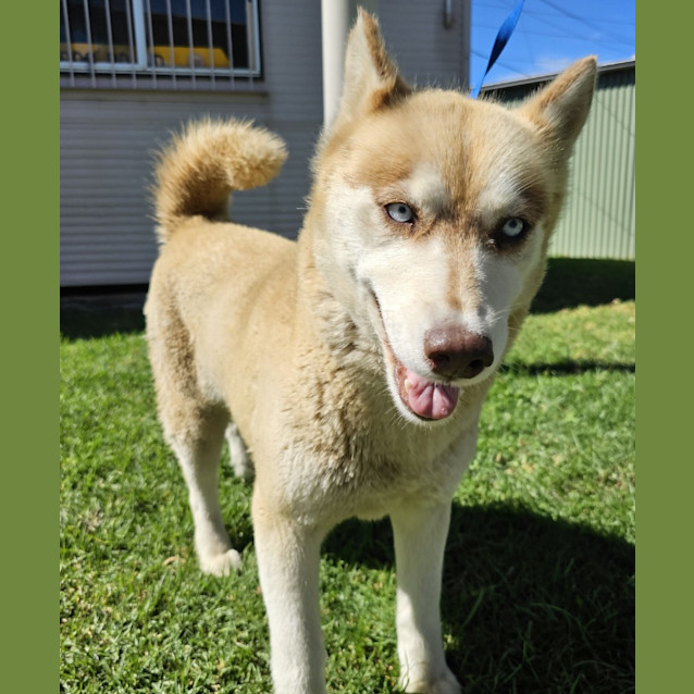 Photo of Indie