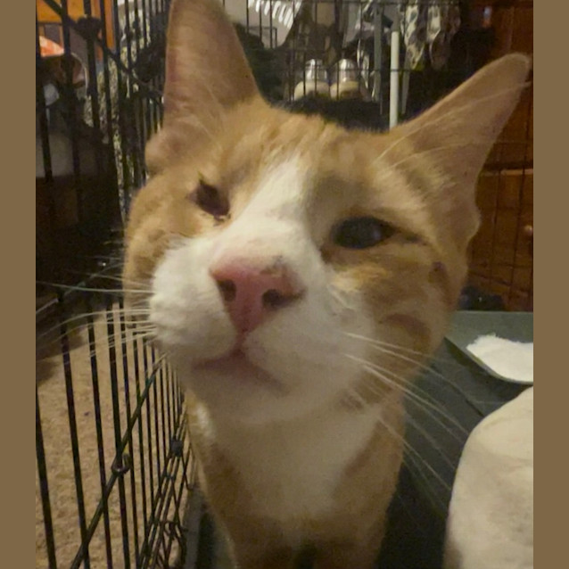 Photo of Captain Morgan