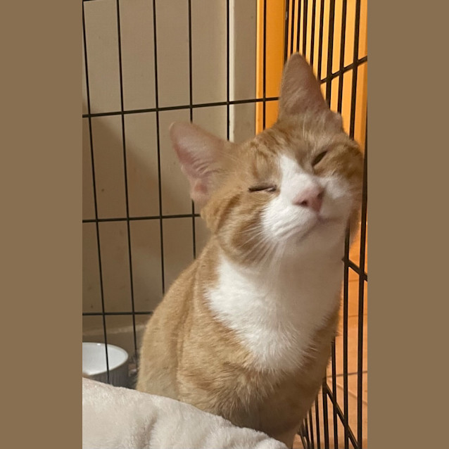 Photo of Captain Morgan