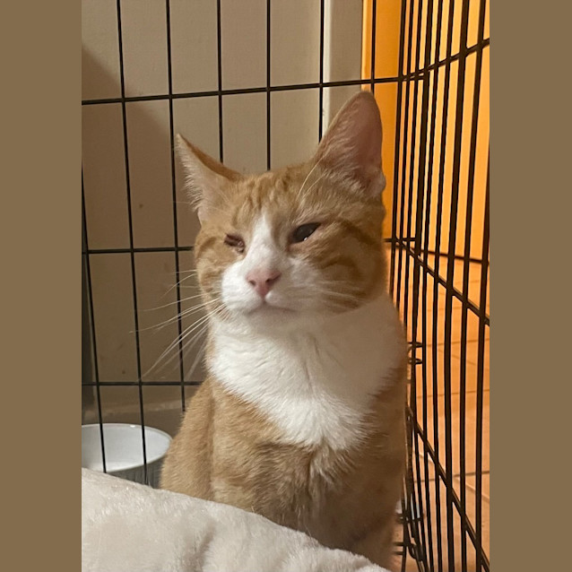 Photo of Captain Morgan