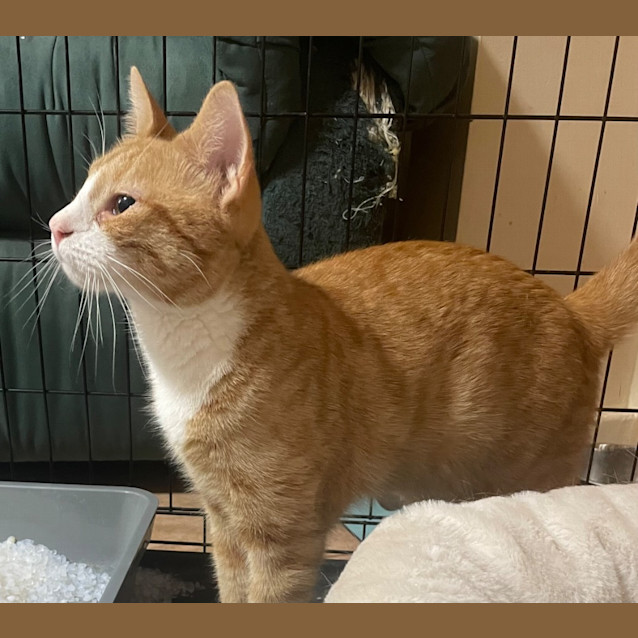 Photo of Captain Morgan