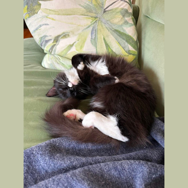 Photo of Chicken Wing