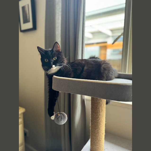 Photo of Chicken Wing