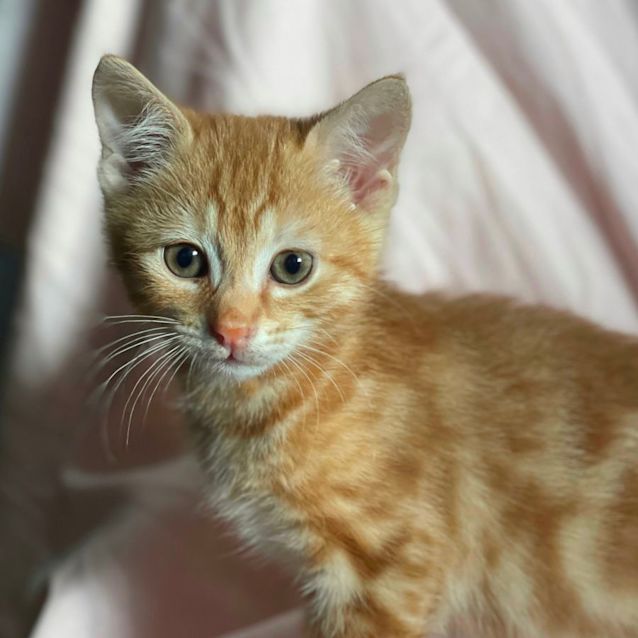 Photo of Mortimer