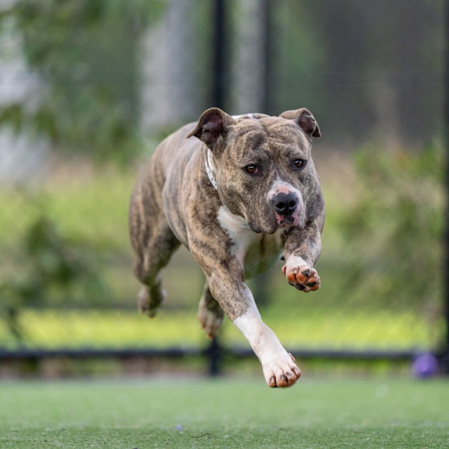 Photo of Lilly Imp 200