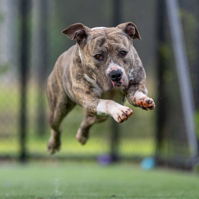 Photo of Lilly Imp 200