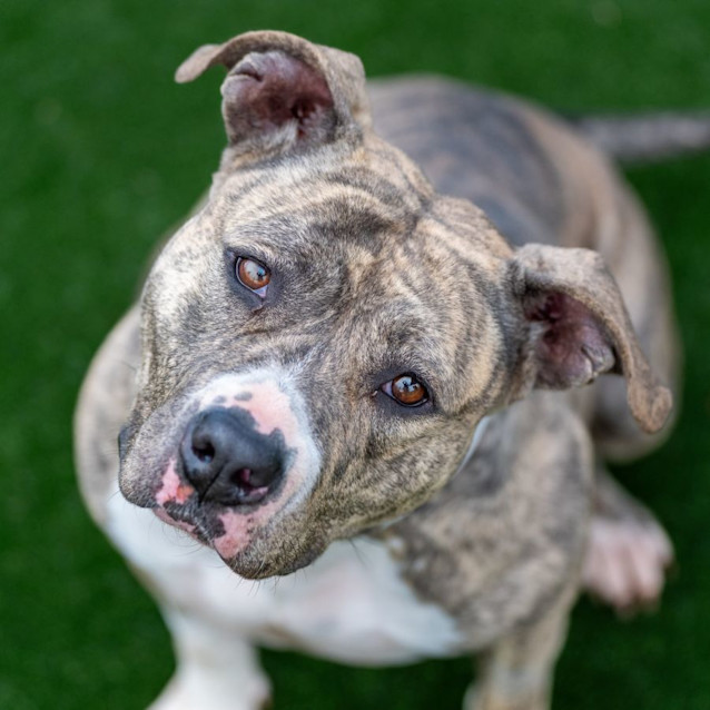 Photo of Lilly Imp 200