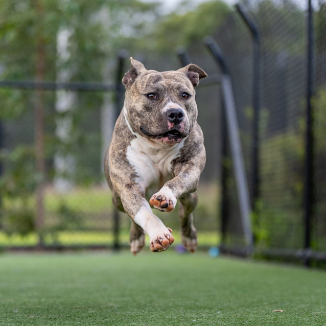 Photo of Lilly Imp 200