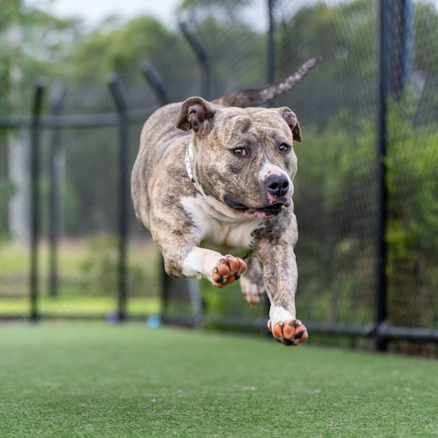 Photo of Lilly Imp 200