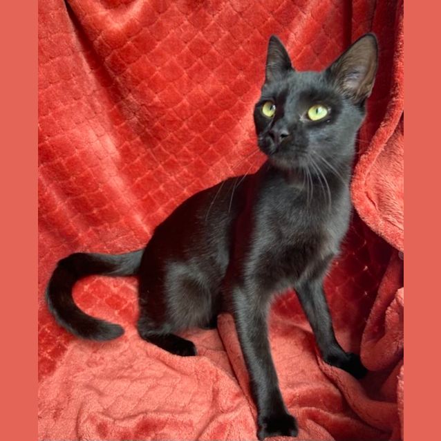 Photo of Jaguar 