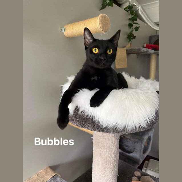 Photo of Bubbles