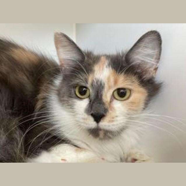 Photo of Penny