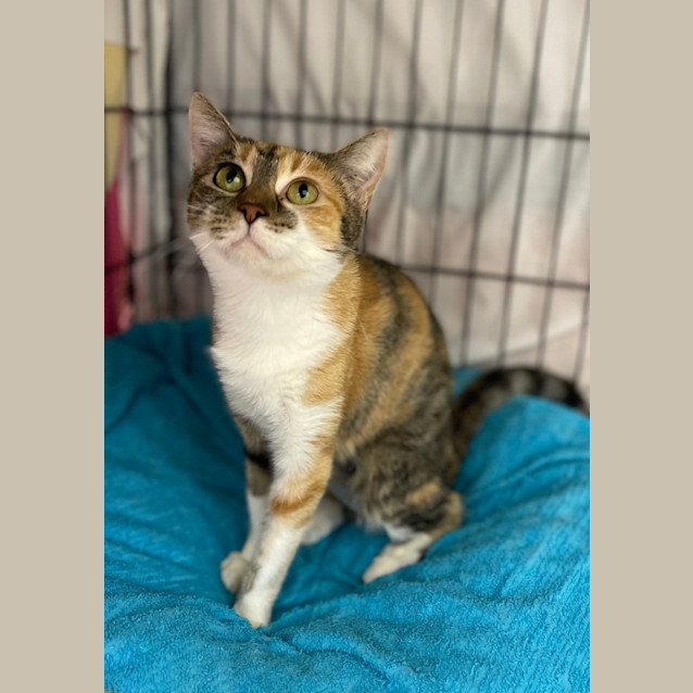 Photo of Chilli