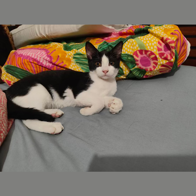 Photo of Mini Butters (And Mini Mika)