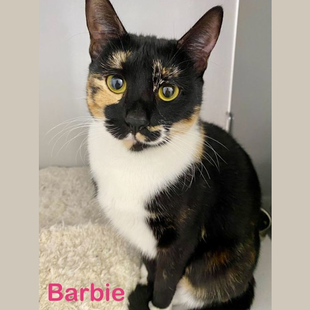 Photo of Barbie