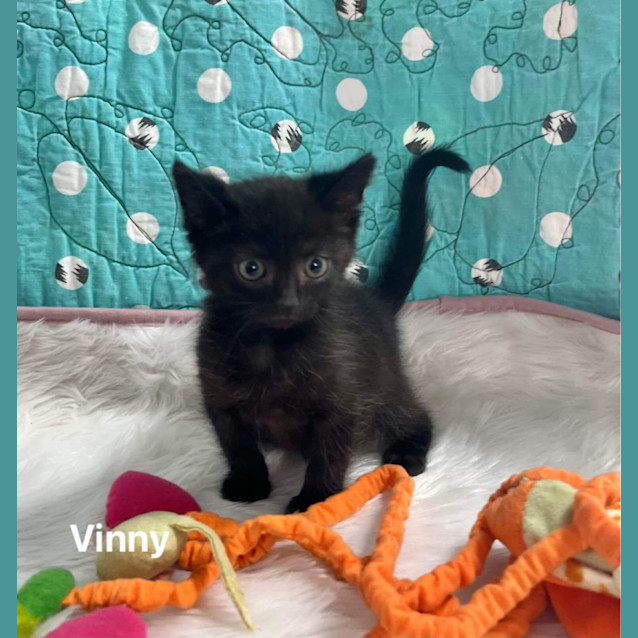 Photo of Vinny