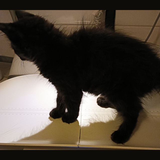 Photo of Peanut