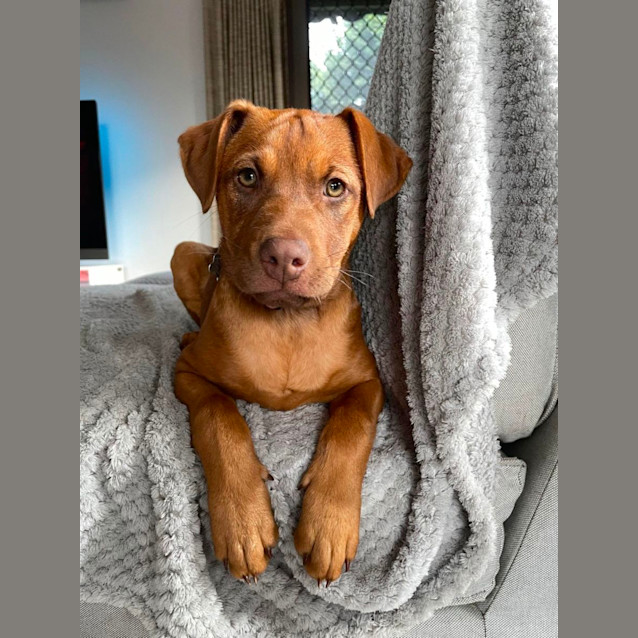 Photo of Kumquat