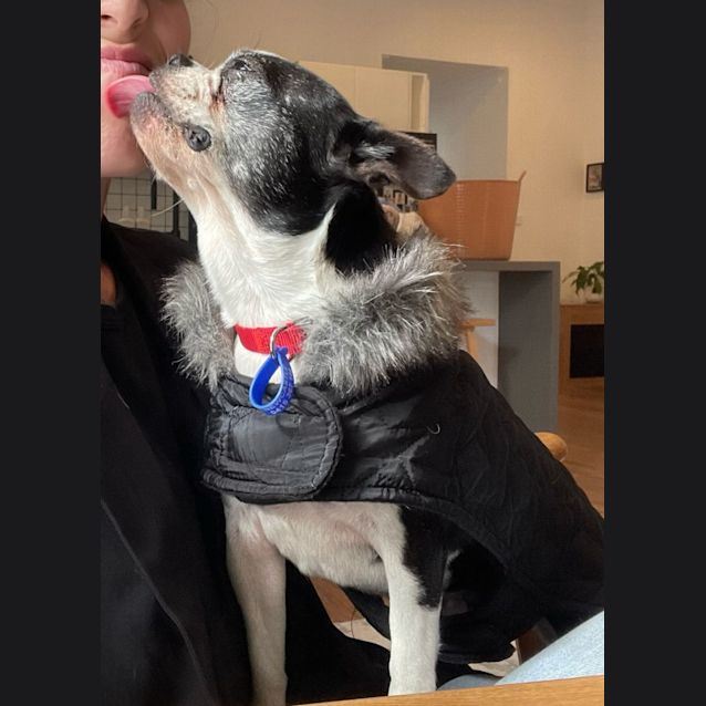 Photo of Tabby   10 Year Old Boston Terrier (Trial)
