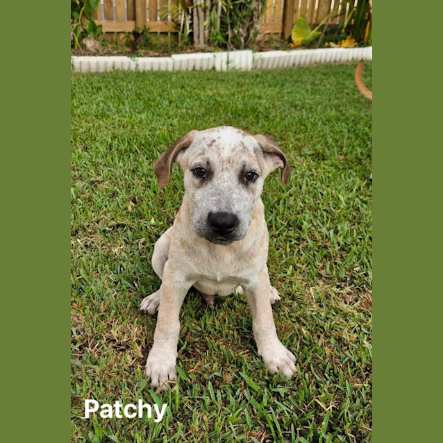 Photo of Patchy