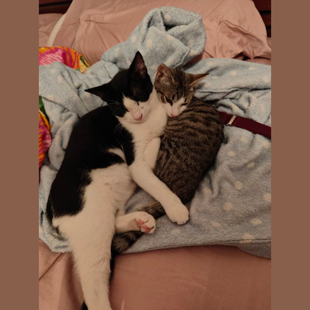 Photo of Mini Butters (And Mini Mika)